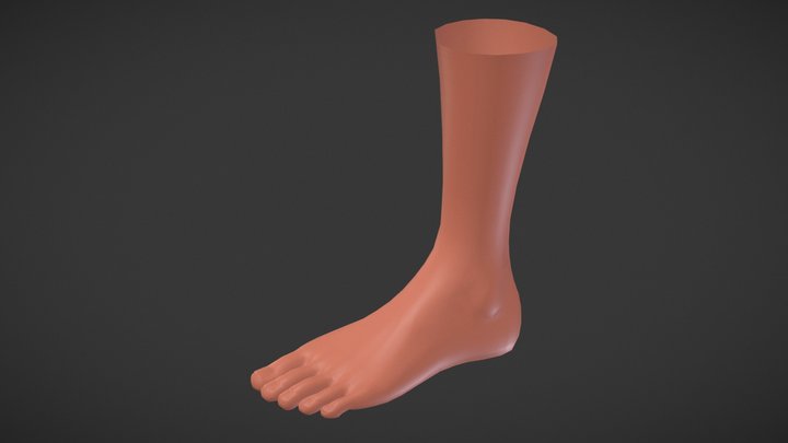 Female Foot 02 Basemesh 3D Model