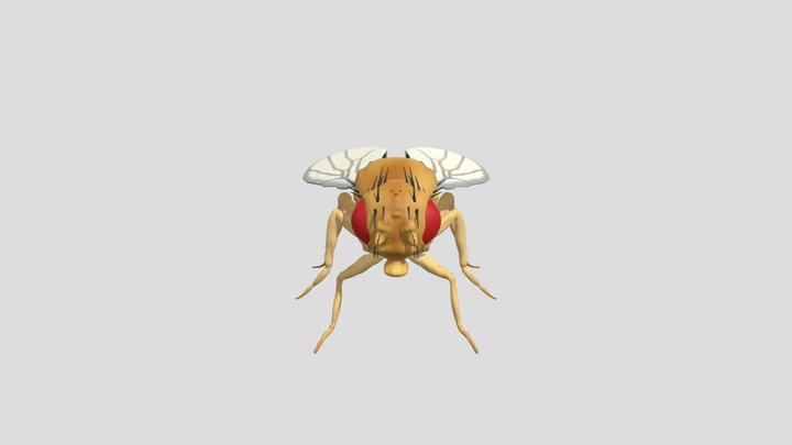 Wildtype Virgin Female Drosophila Melanogaster 3D Model