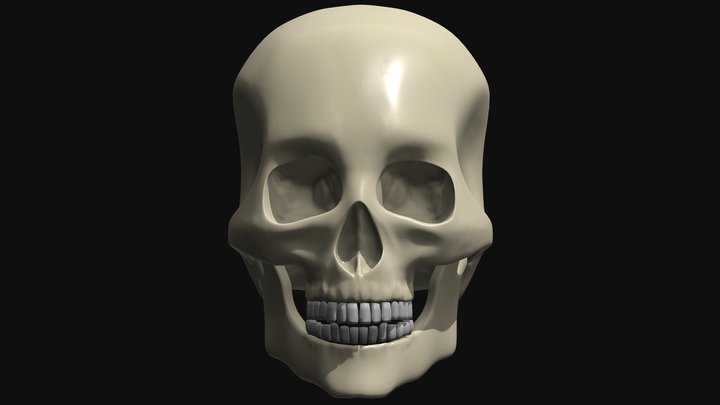 Human Skull