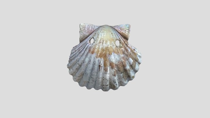 Conchiglia del pellegrino 3D Model