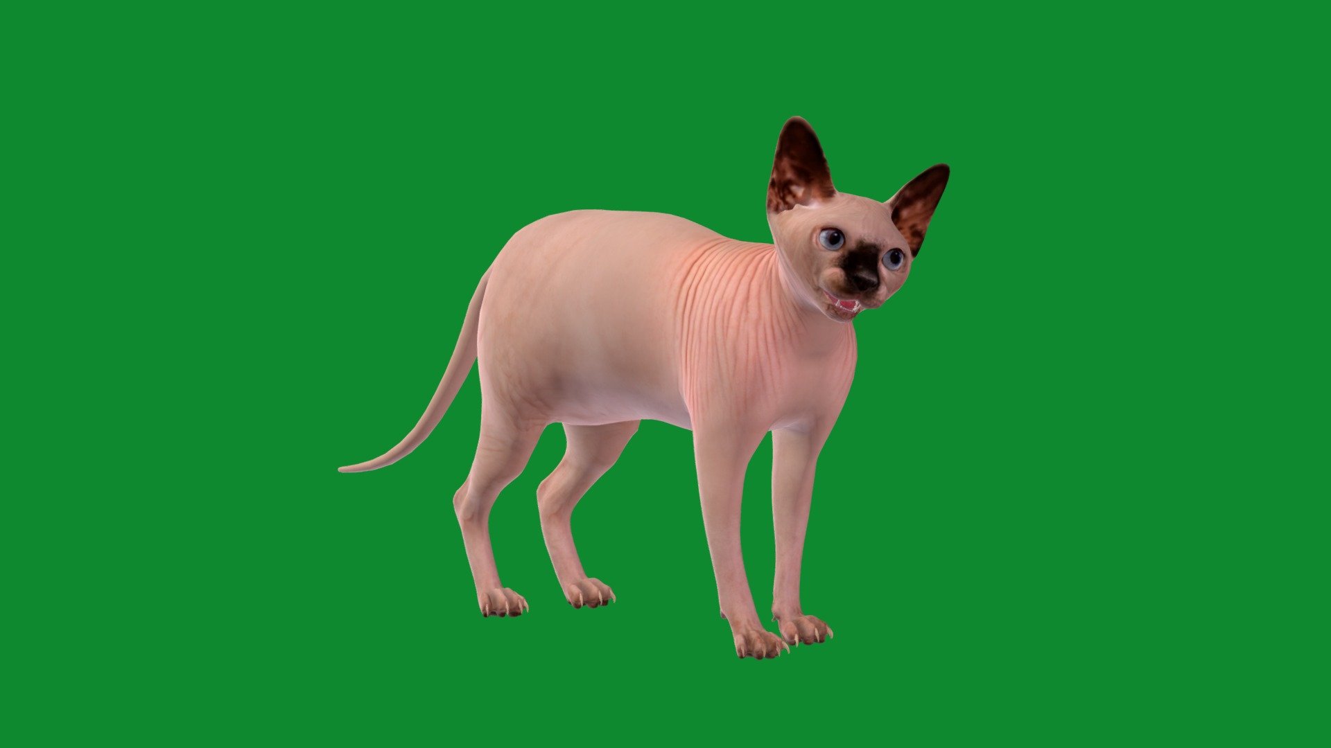 Sphynx Cat Buy Royalty Free 3D model by [88533a9