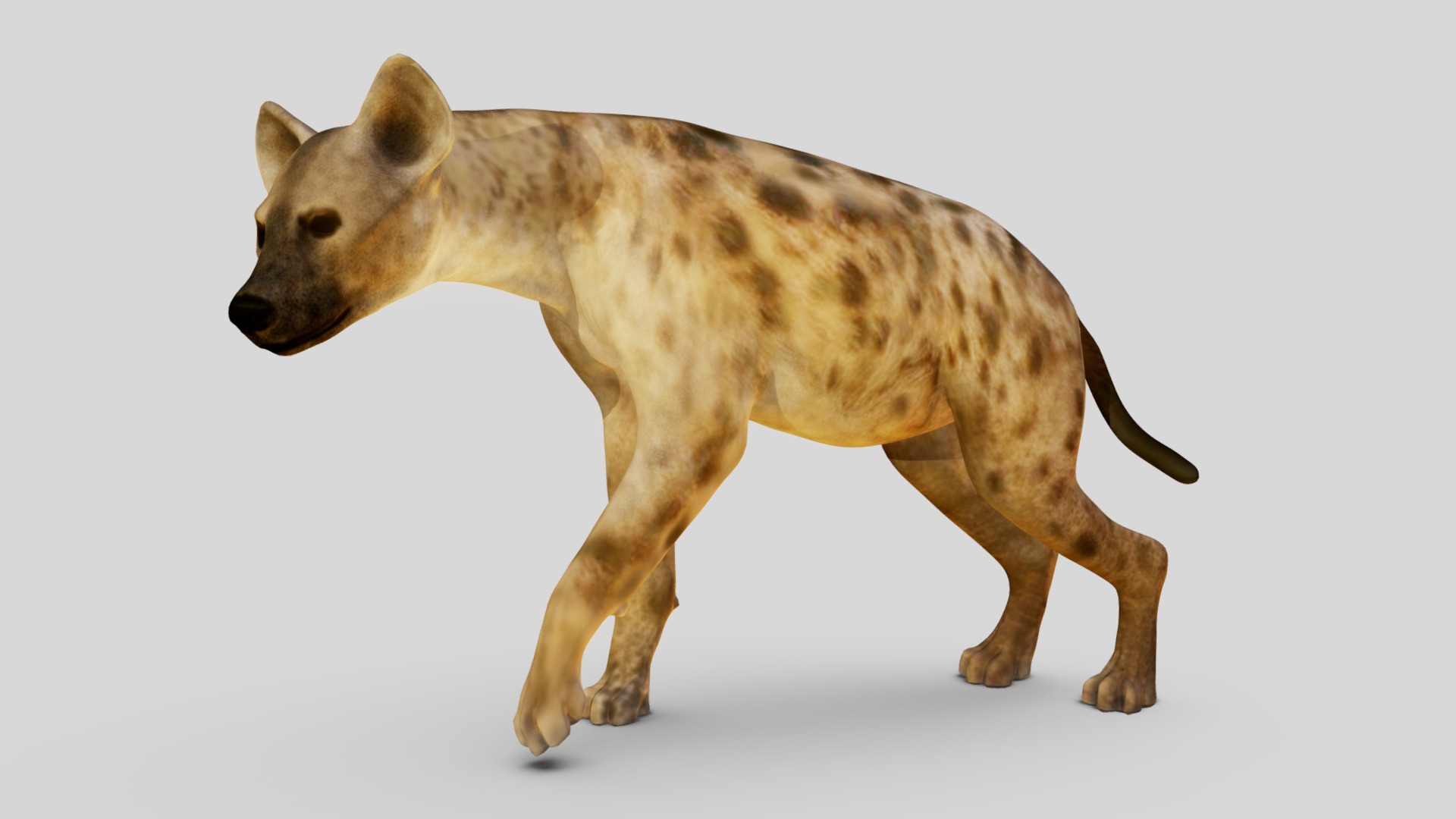3D model Hyena - This is a 3D model of the Hyena. The 3D model is about a small dog walking.