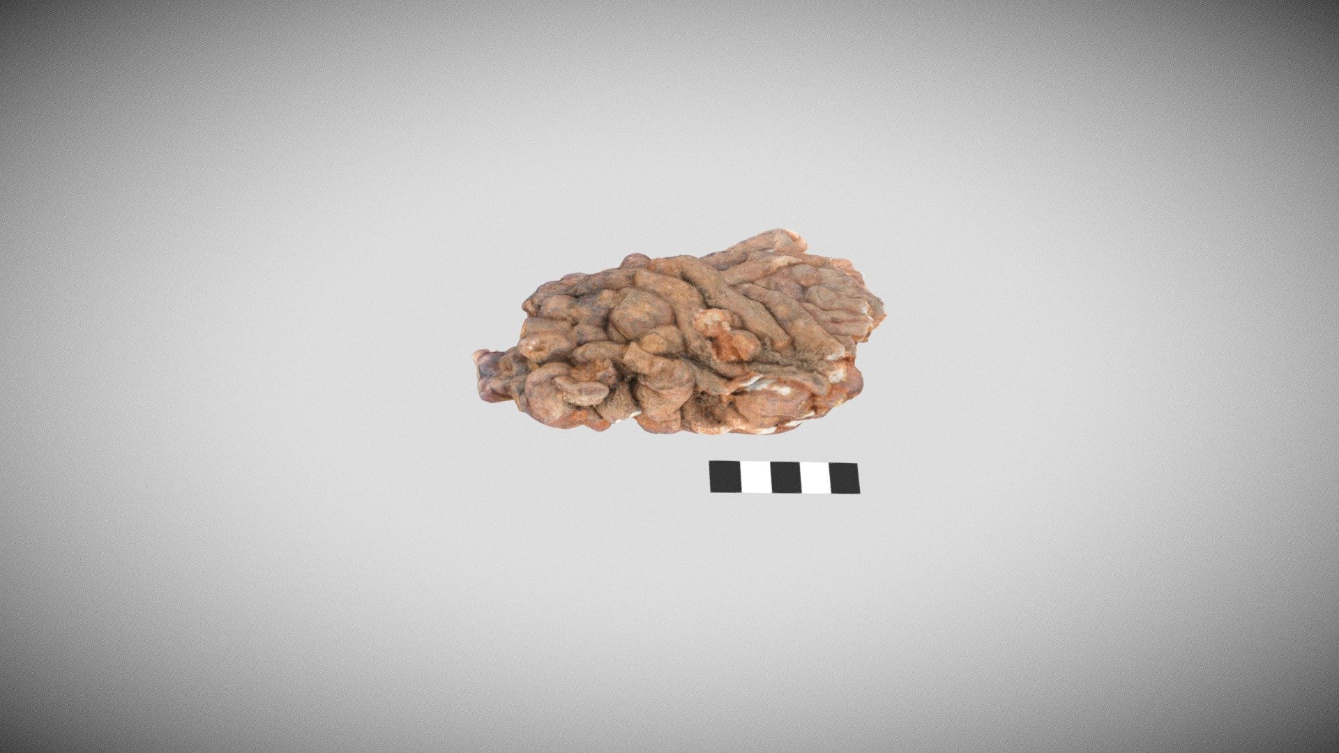 Trace Fossil