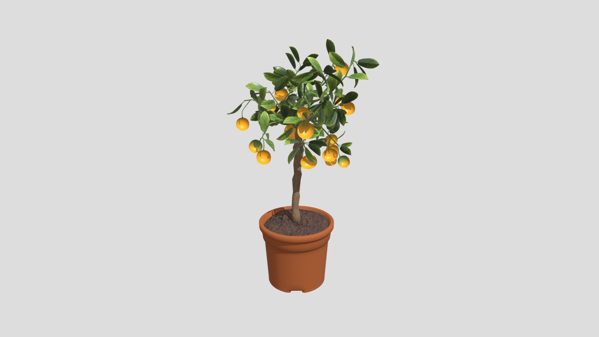 Citrus Calamondin stem 19 cm - Buy Royalty Free 3D model by ...