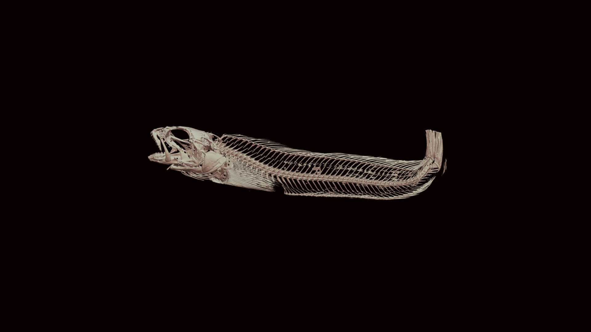UW 047989 Bathymaster leurolepis - 3D model by UW Ichthyology (@ltorna1 ...