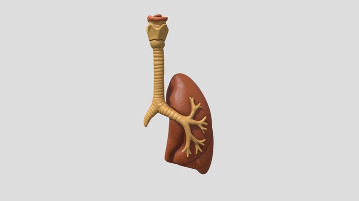 Paru - paru bagian kiri 3D Model