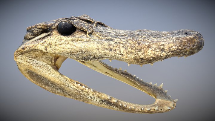 Alligator Head 3D Model