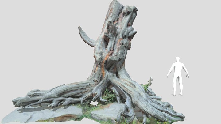 Big Tree Stump Dead Old Scan 3D model 3D Model