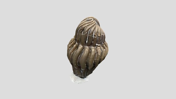 Enrolled Trilobite 3D Model