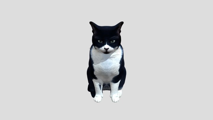Tuxedo Cat Portrait