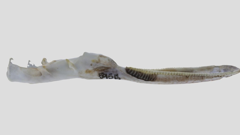UWYMV:Bird:5958, Bucephala albeola, Mandible