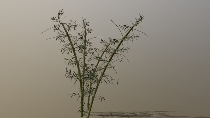 Bamboo 3D Model