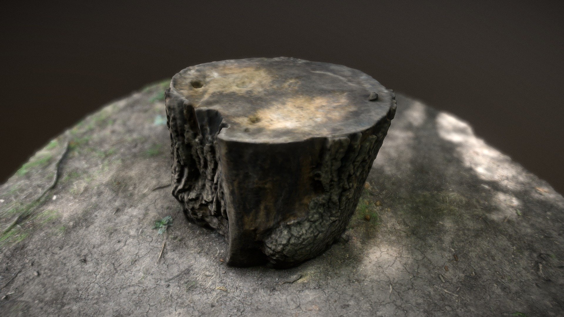 Tree Stump