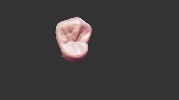 #5 Anatomy 3D Model