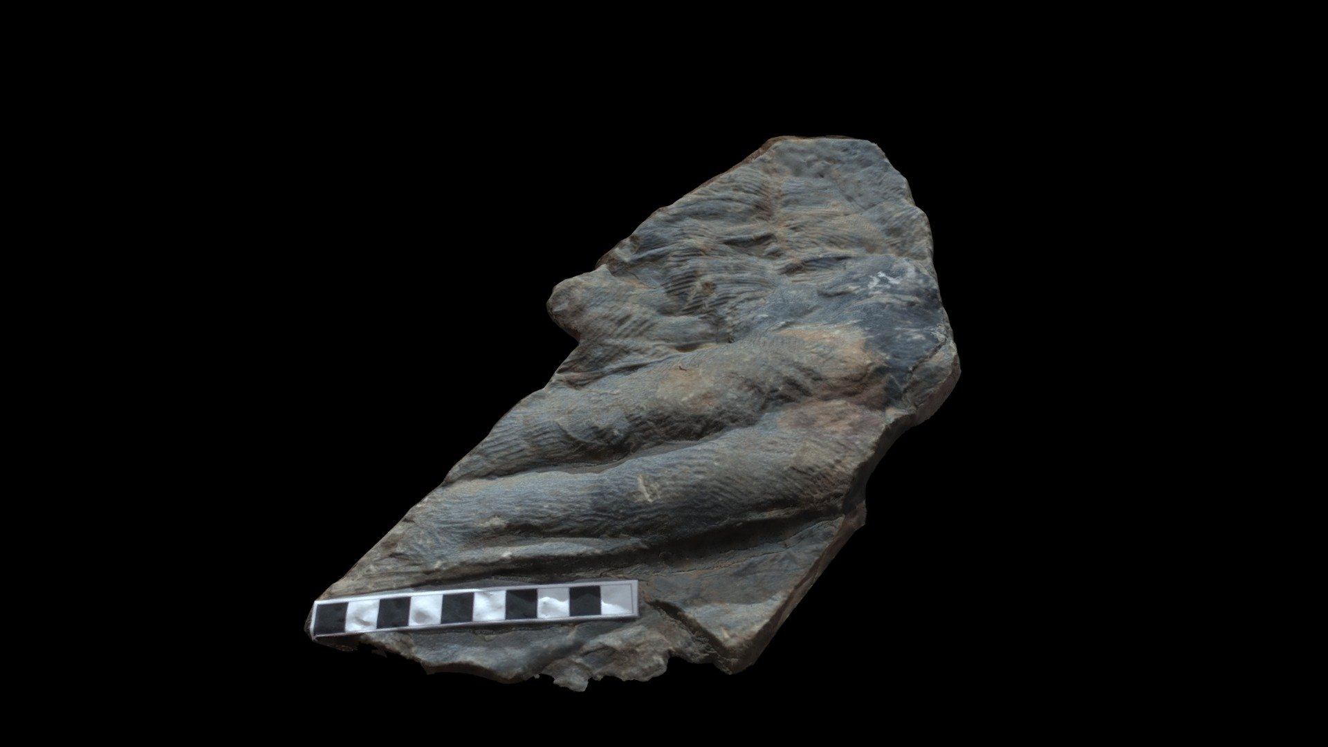 Cruziana