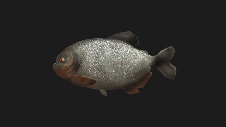 FISH 3D Model