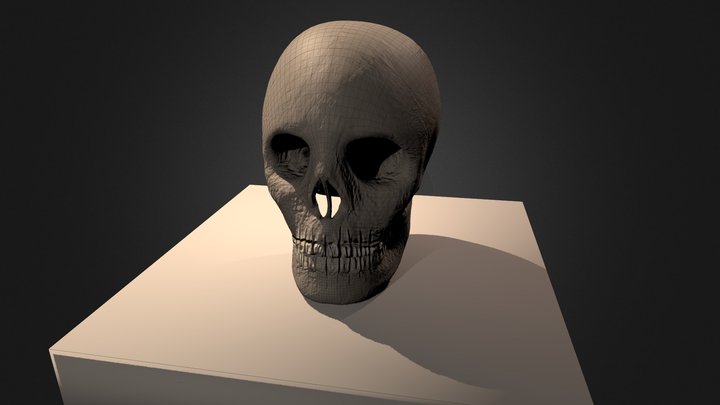 Crâne Humain 3D Model