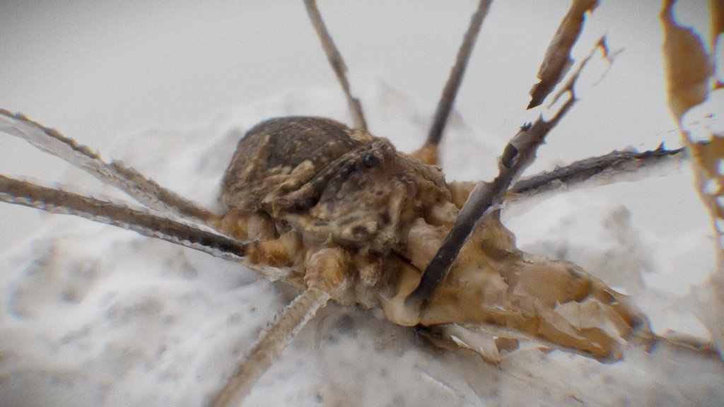 Spider Photogrammetry