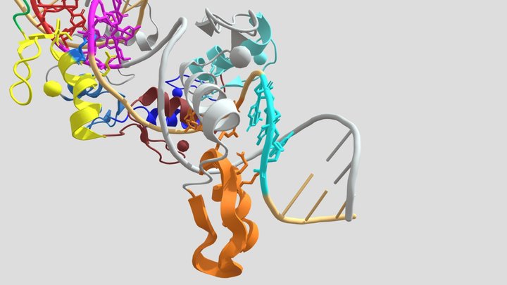 mouseZFP568, ZF1-10 in Complex with DNA 3D Model