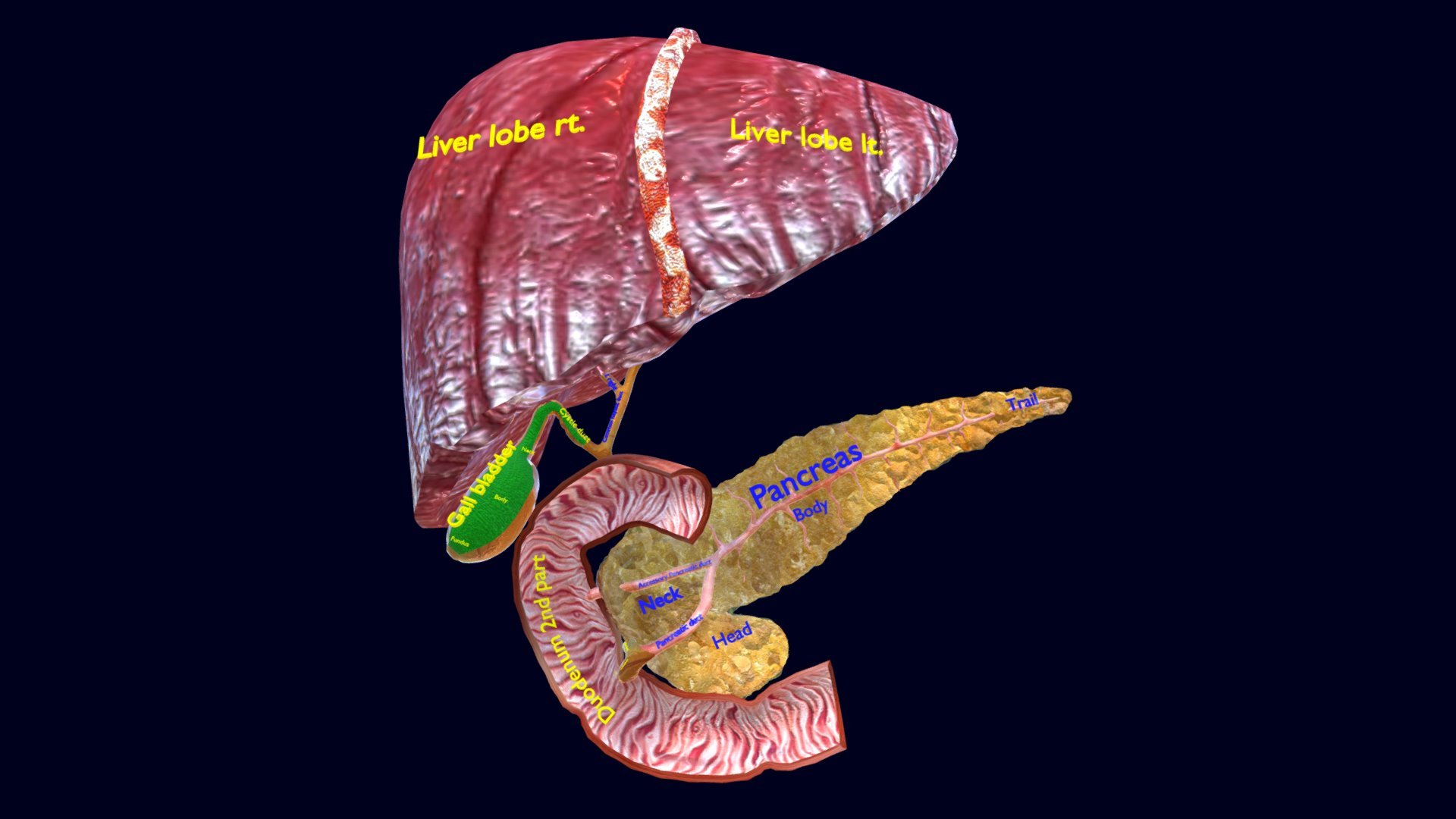 Hepato biliary tract pancreas gallbladder - Buy Royalty Free 3D model