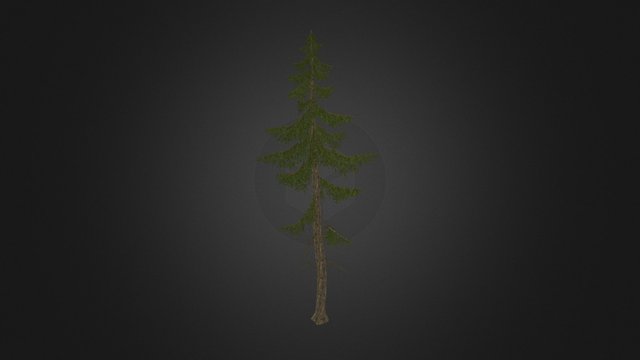 lowpoly spruce tree 3D Model