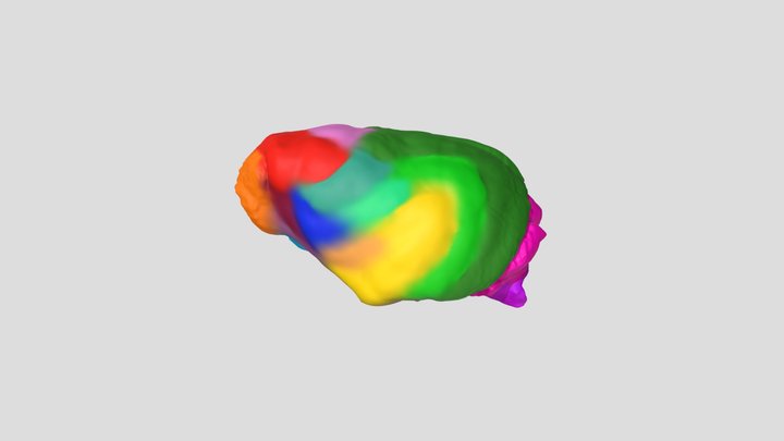 Martes americana endocast anatomy 3D Model