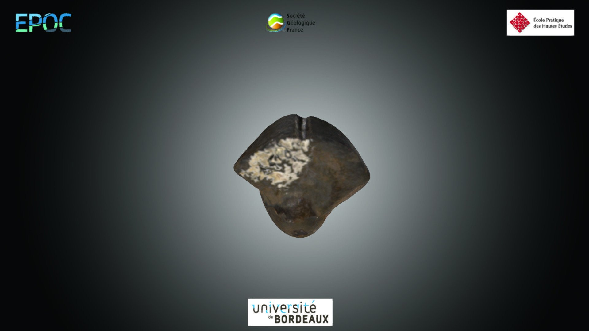 Gastéropode - Bellerophon sp.