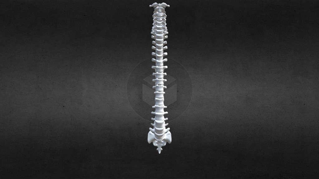 Spine 3d Model By Kirstym3dvis [888afa2] Sketchfab