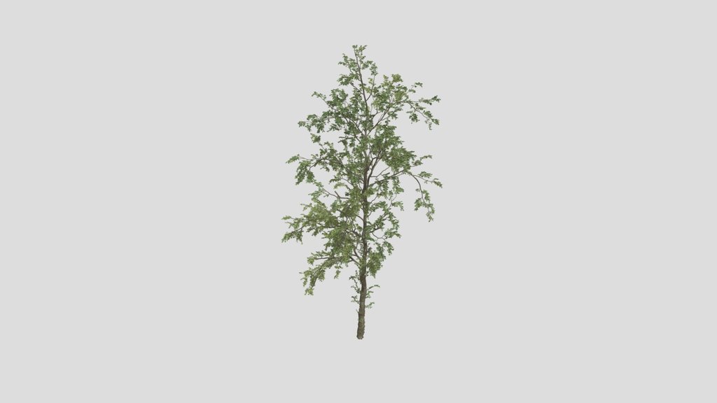 Tree 05