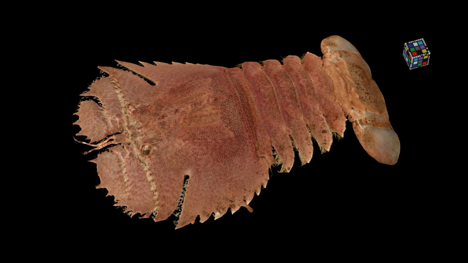 オオバウチワエビ ♀ Flathead Lobster, I. novemdentatus
