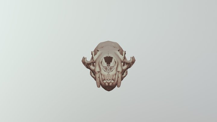 Eurasian otter skull 3D Model