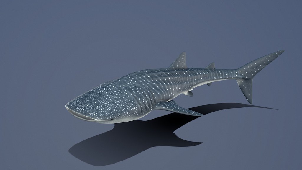Model 99A - Whale Shark