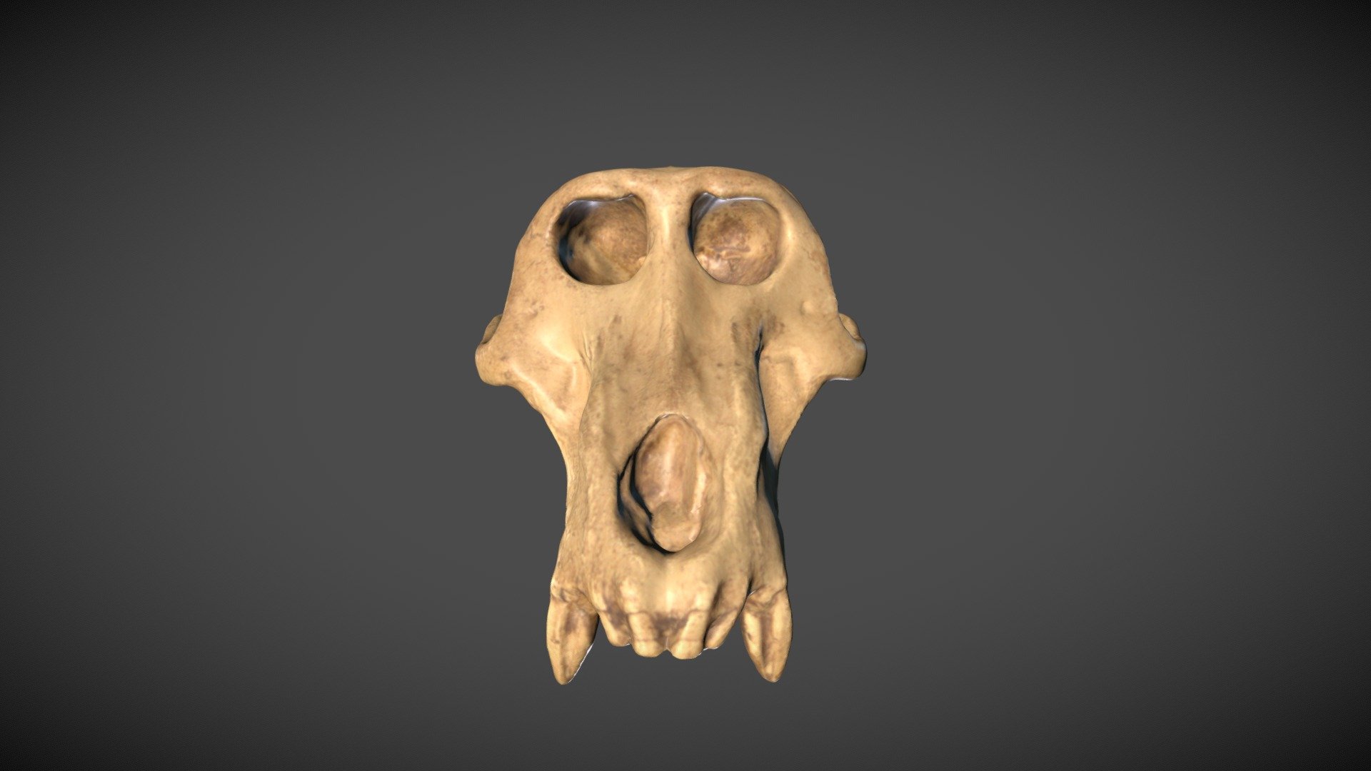 Male skull of the Modern Baboon Papio
