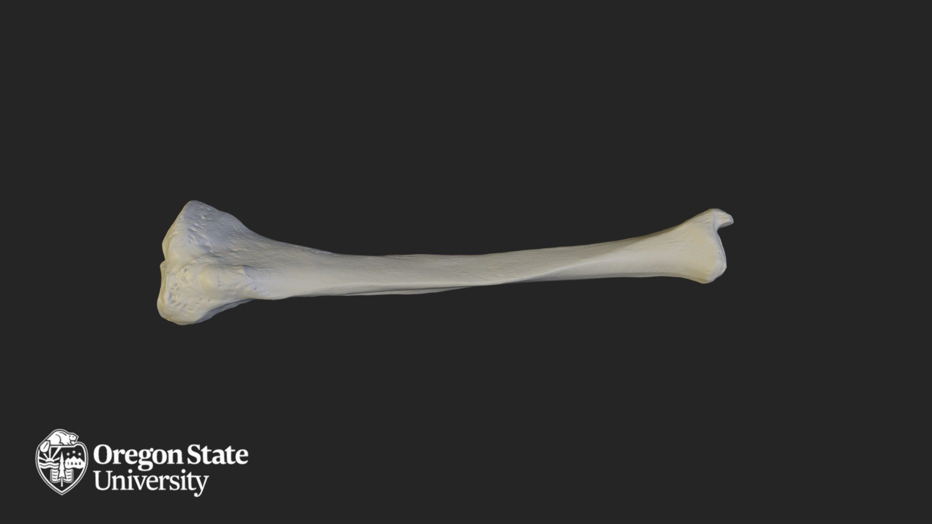 Tibia - Right - Download Free 3D model by Oregon State University ...