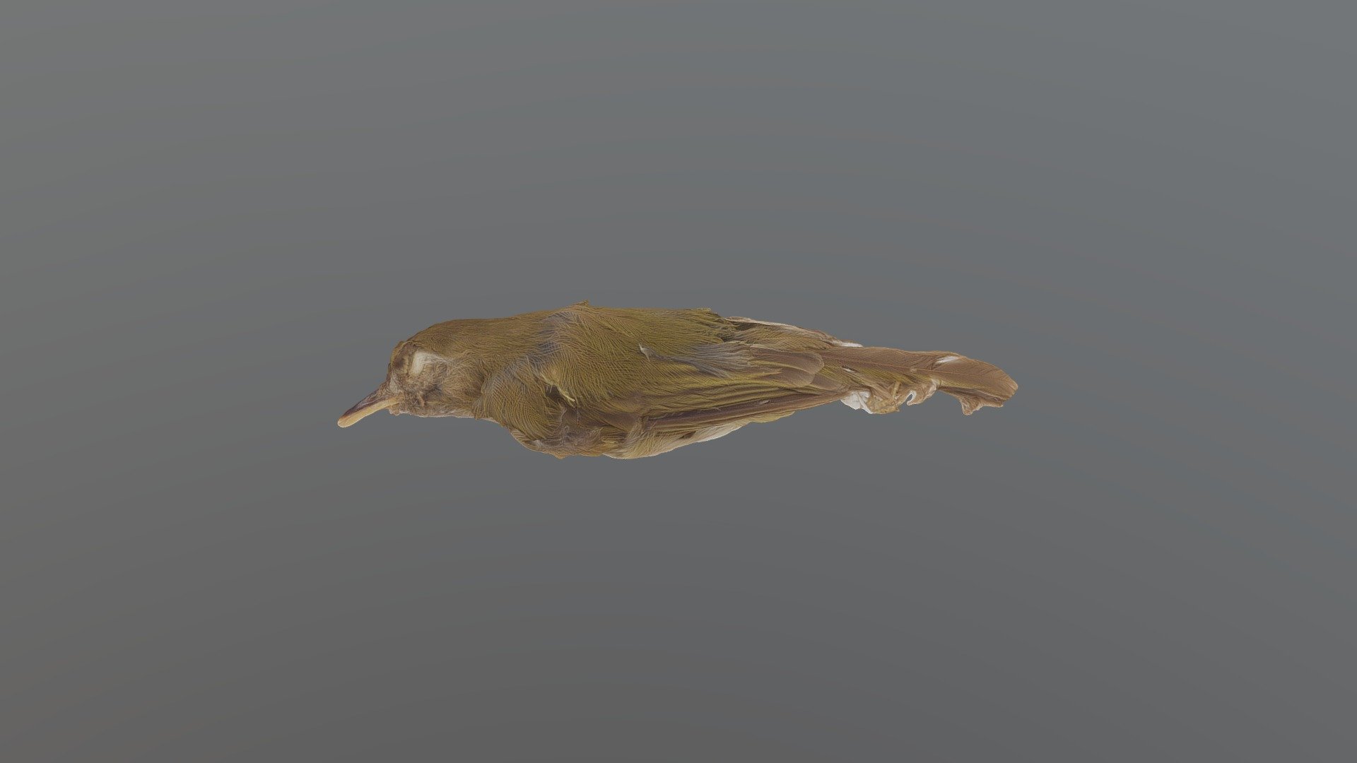 Flammulated Pygmy Tyrant-Hemitriccus flammulatus
