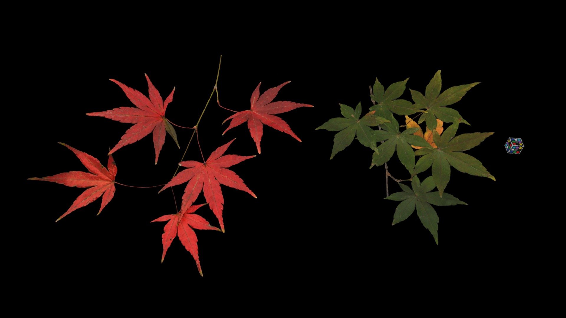 キマワリ　トップ　はなびらのまい　192　3D CC0 イロハモミジ 🍁 Japanese Maple, Acer palmatum - Download Free