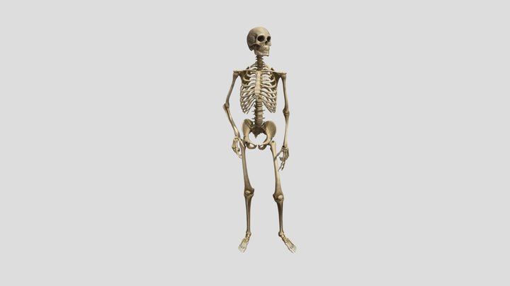 性感翹臀~~ 誰的骨盆最端正! 3D Model