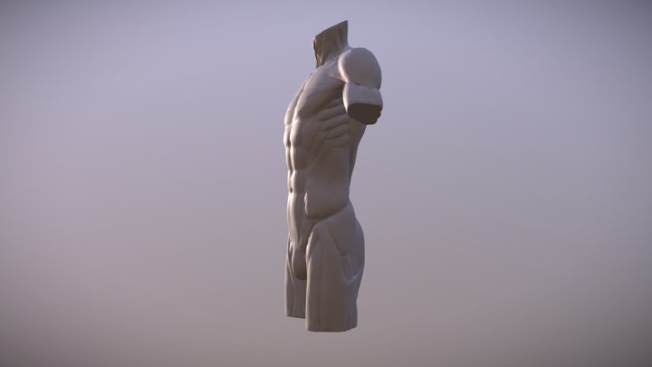 Torso 3D Model