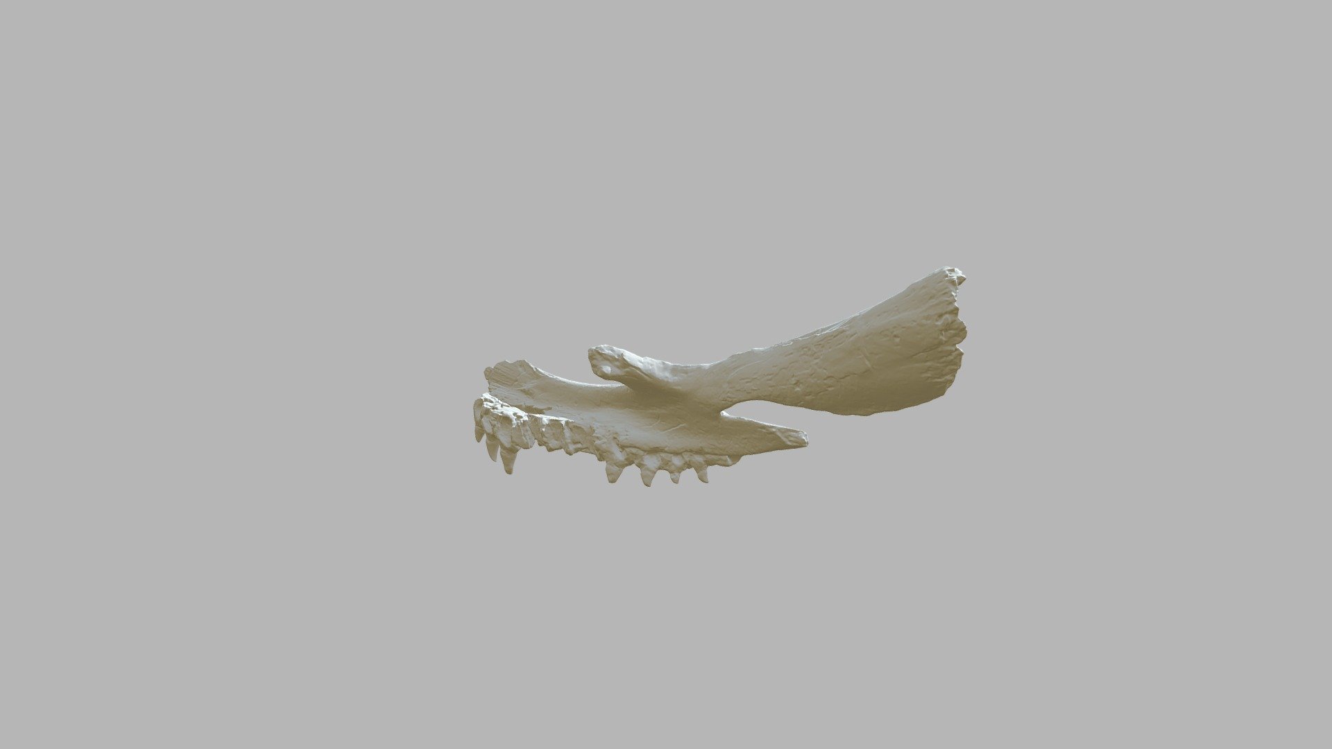 Mosasaur - Left Pterygoid - 3D model by paleomoe [889f482] - Sketchfab