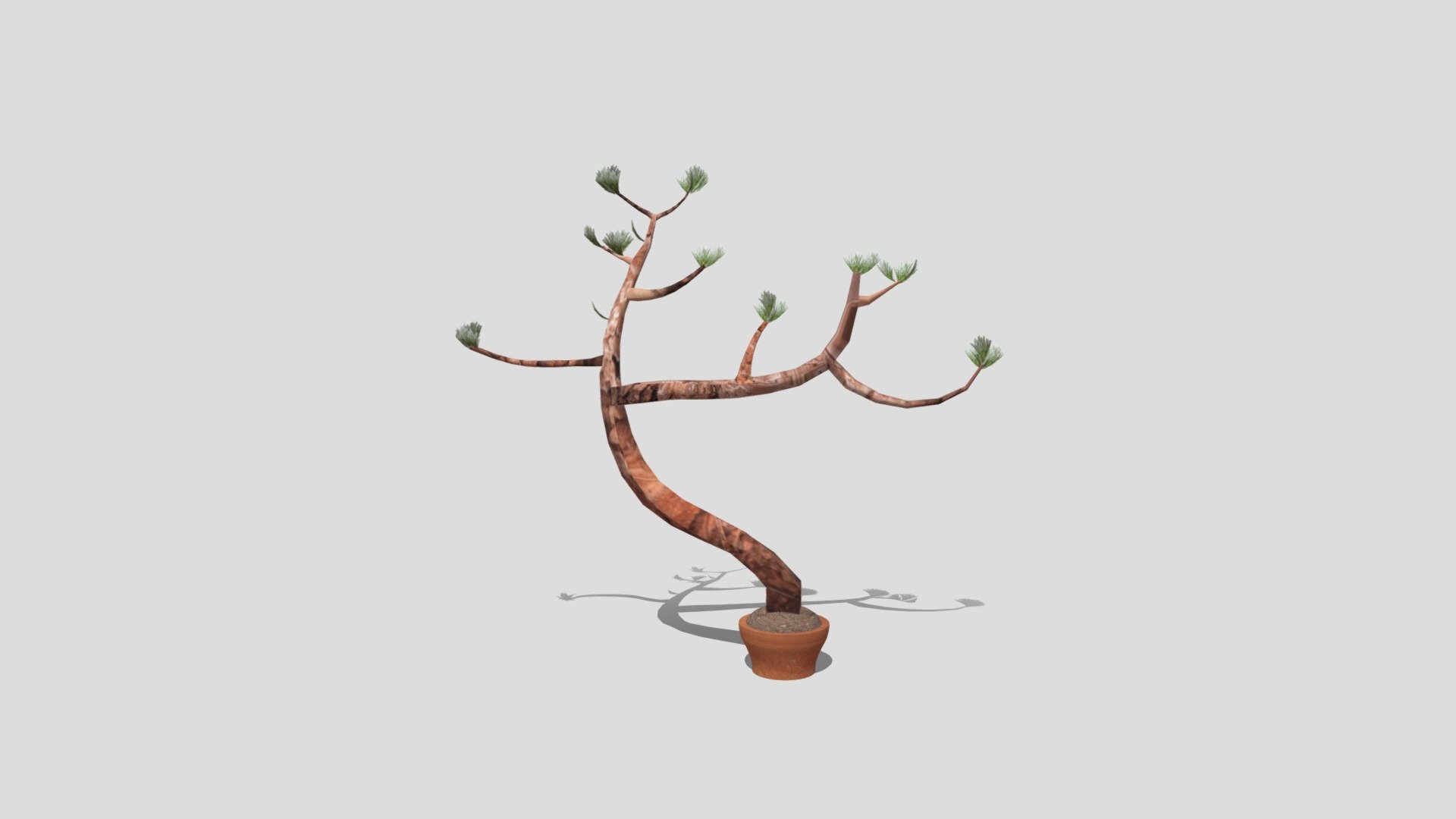 Plant