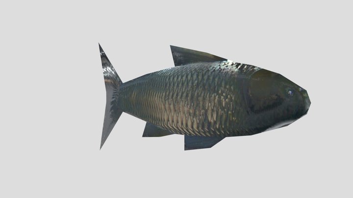 lowres Freshwater Fish 3D Model