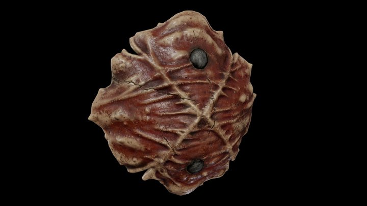 Dreugh buckler 3D Model