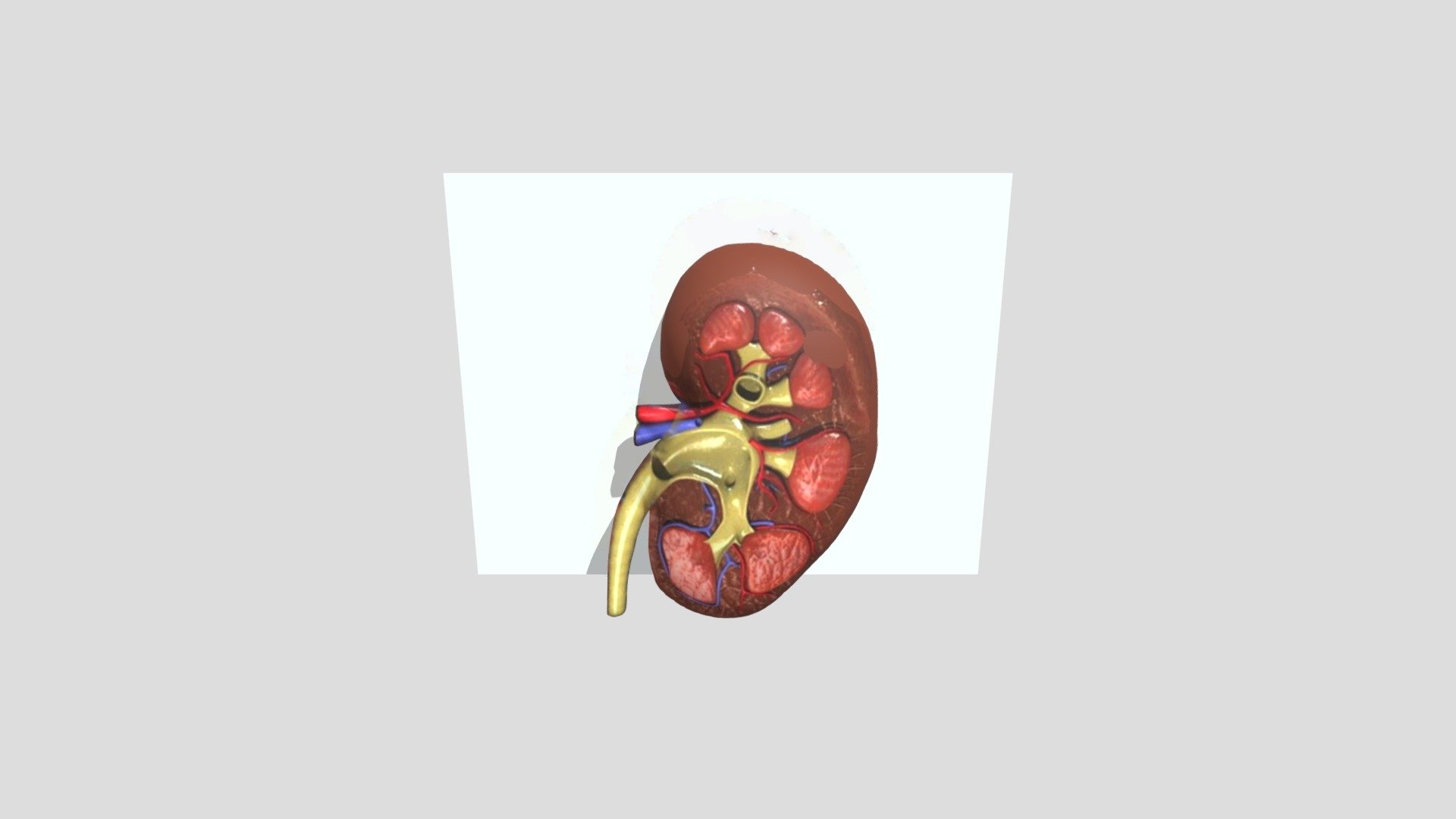 Ginjal 3d mer