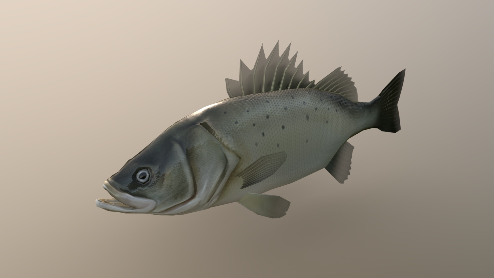 3D model Perch Weever Sea Bass Fish - This is a 3D model of the Perch Weever Sea Bass Fish. The 3D model is about a fish with a long tail.
