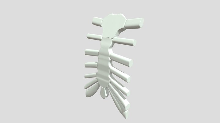 Sternum_LowPoly 3D Model
