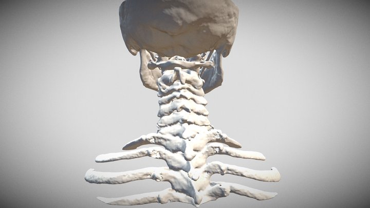 Columna vertebral. 3D Model
