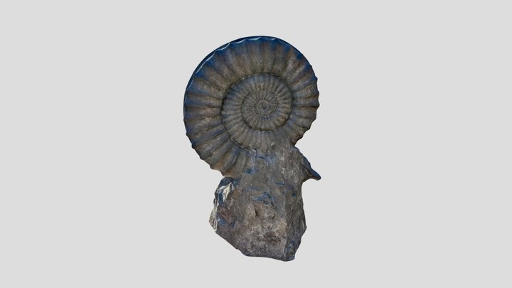 Ammonite fossil 3D Model