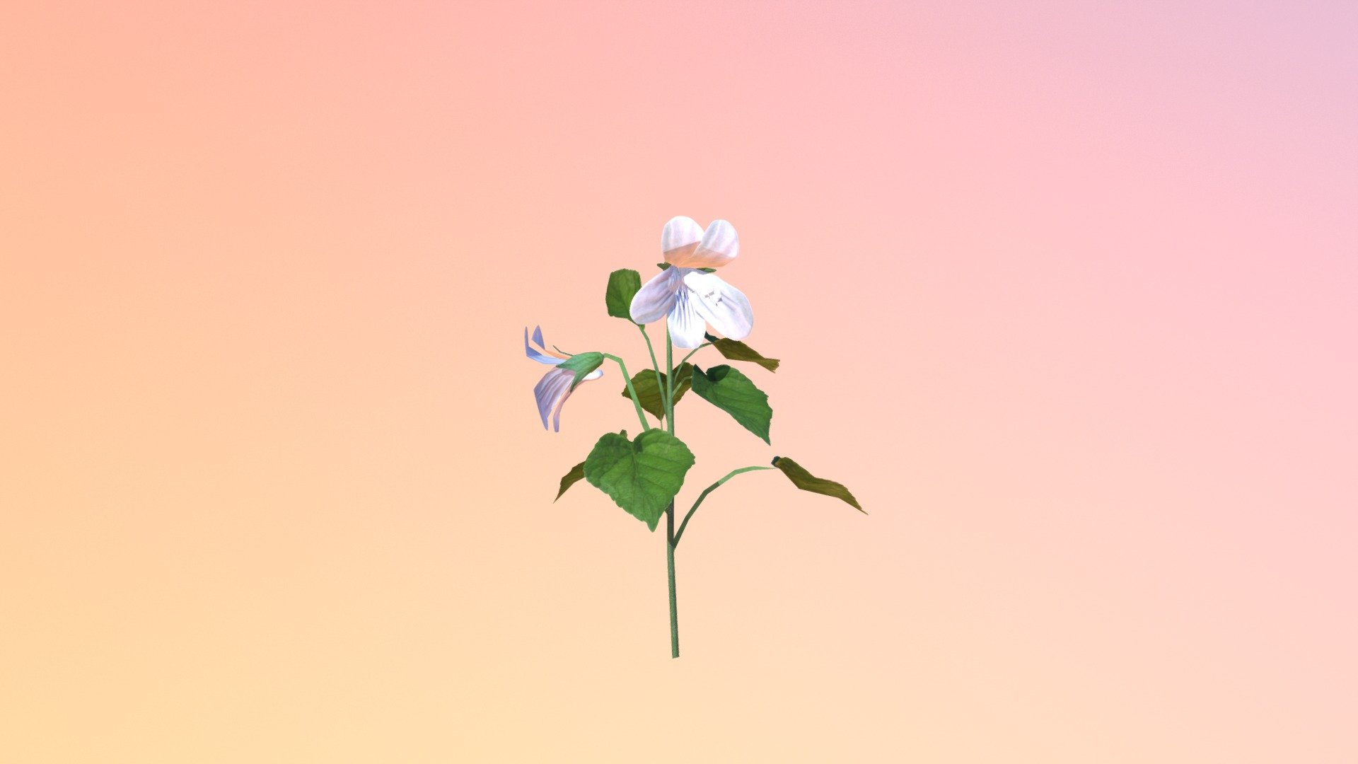 Accepted: Cream Violet