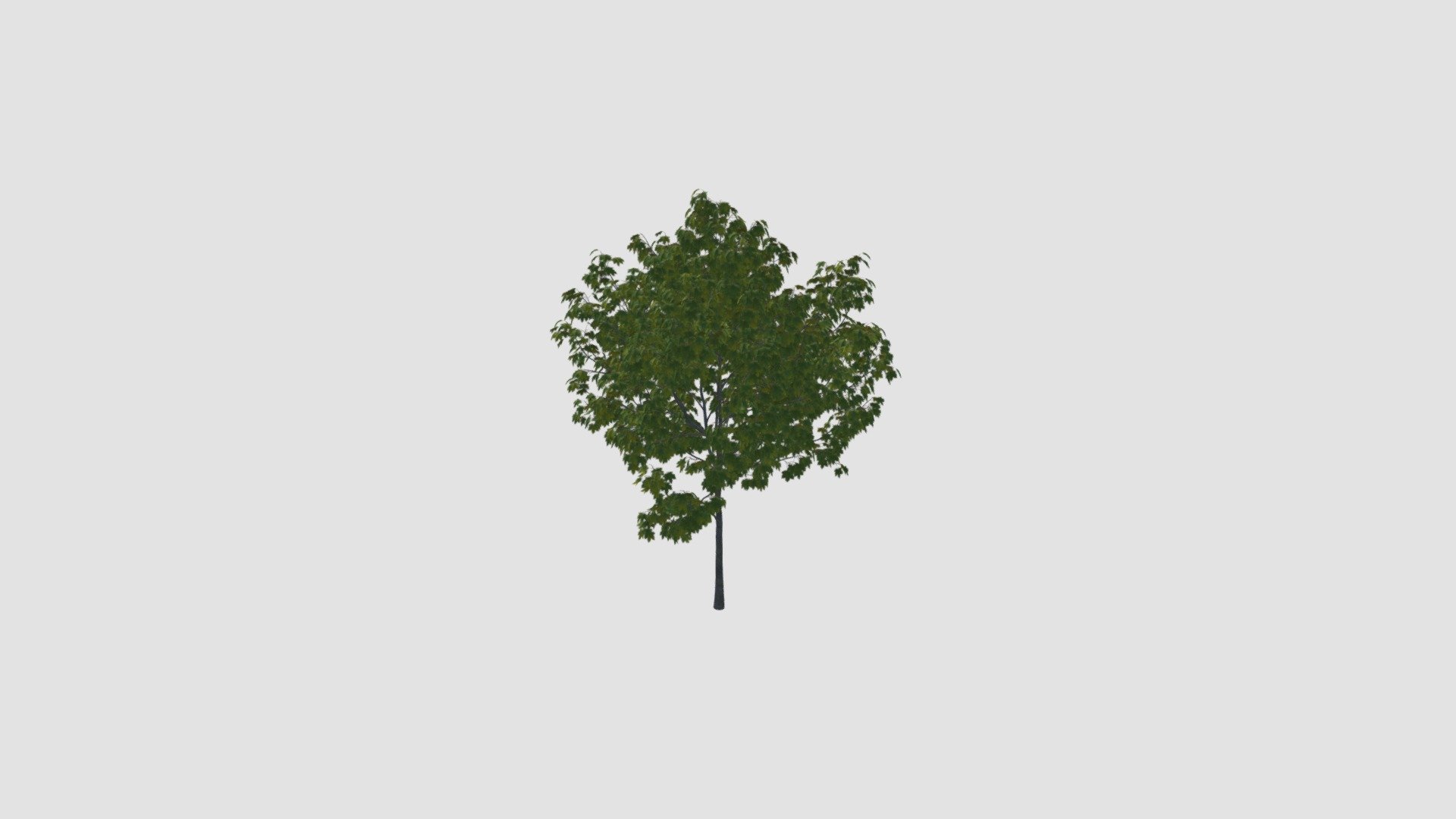 Tree - Buy Royalty Free 3D model by Evermotion [88b85a4] - Sketchfab Store