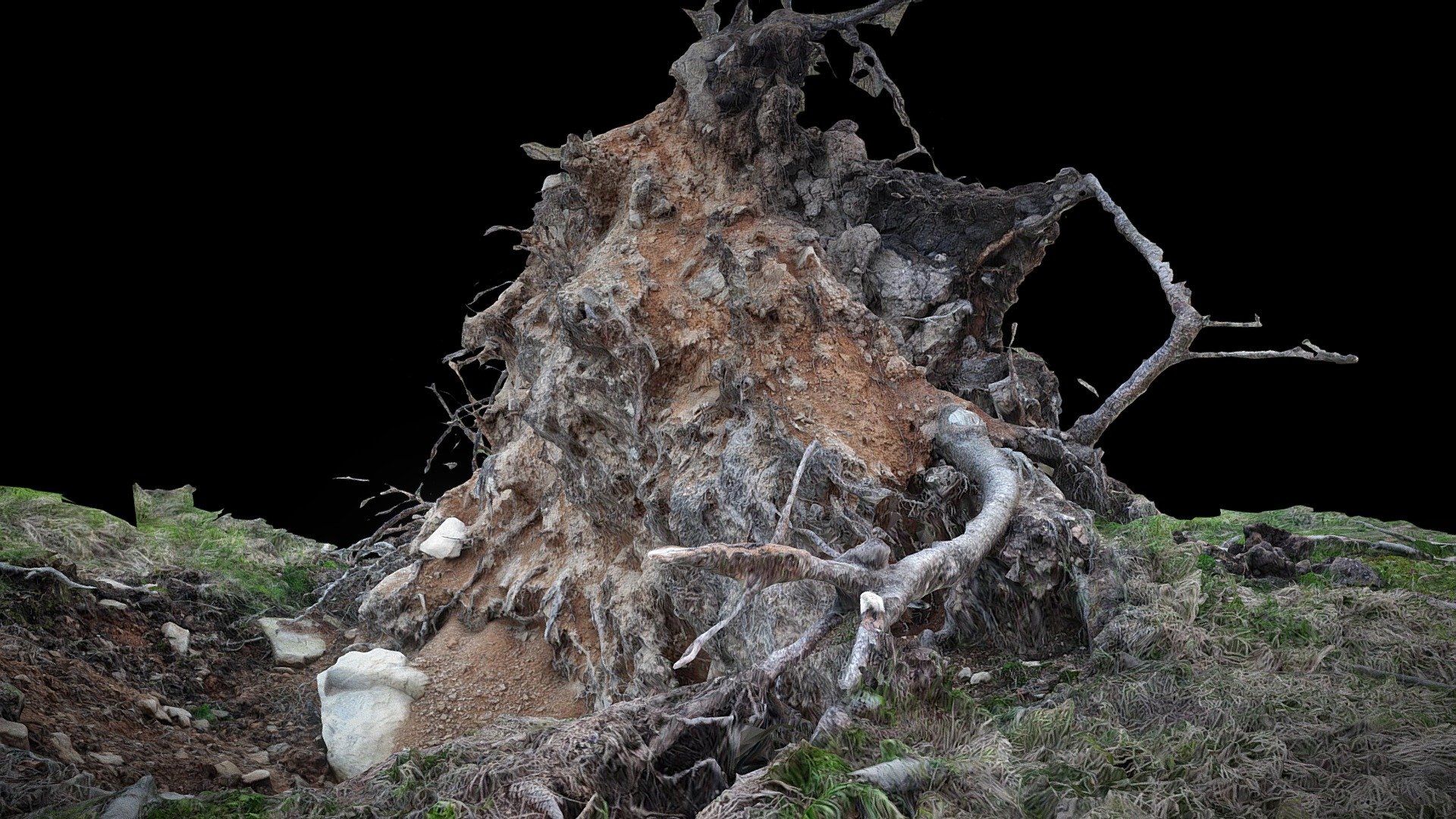Stronie Śląskie, Nowy Gierałtów, Roots of fallen